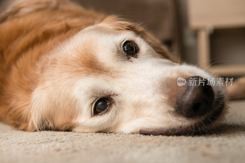 纯种金毛猎犬