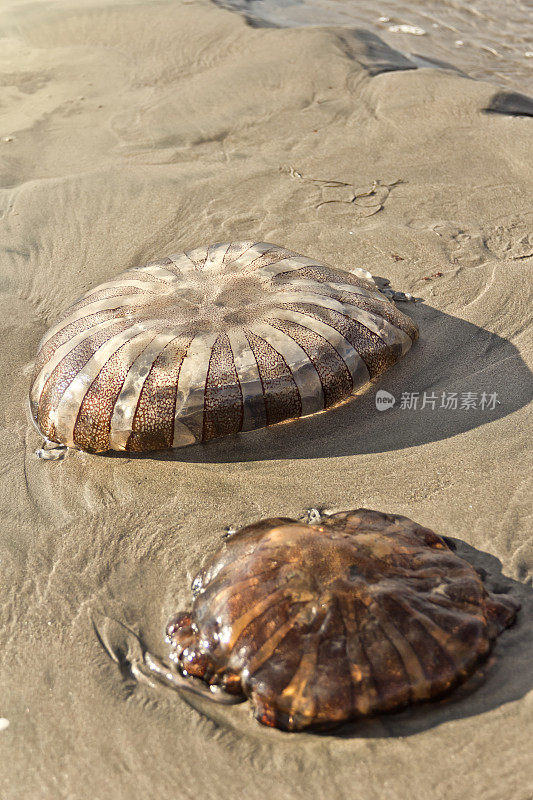 海滩上的水母