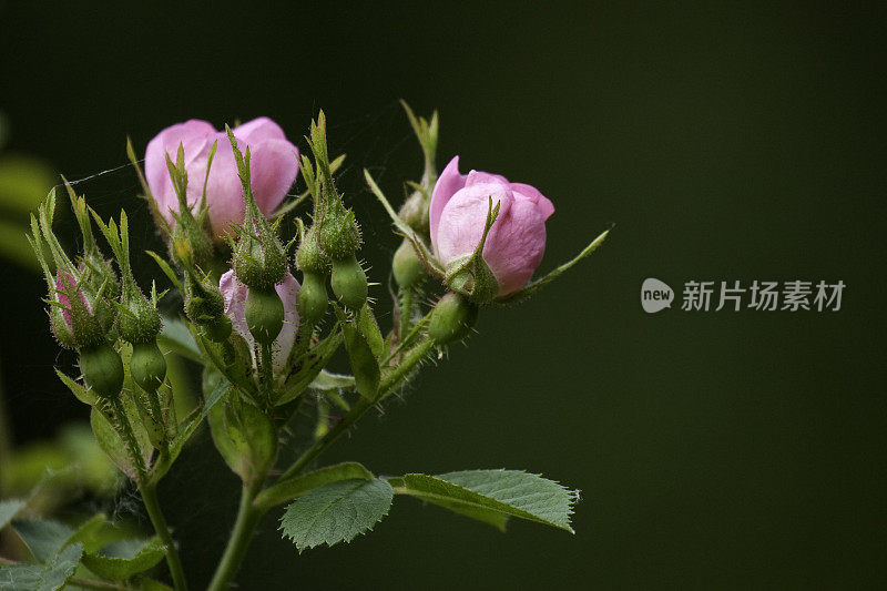 野玫瑰花蕾