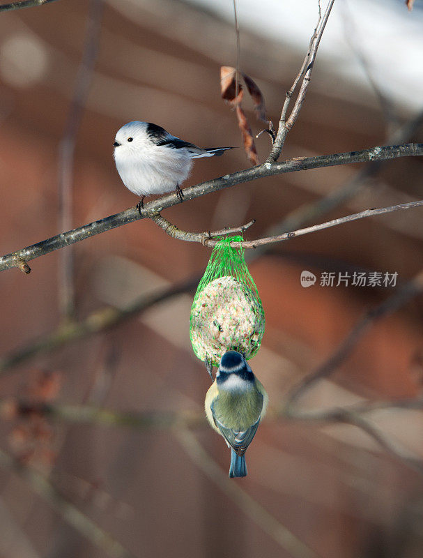 罕见的长尾山雀和蓝尾山雀在饲养场，冬天