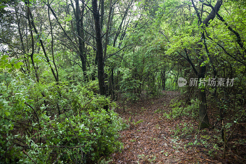 丛林雨后