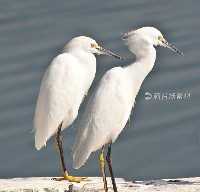 风中两只白鹭