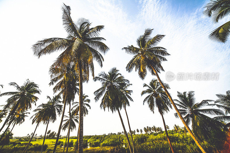 非洲泻湖边景观。