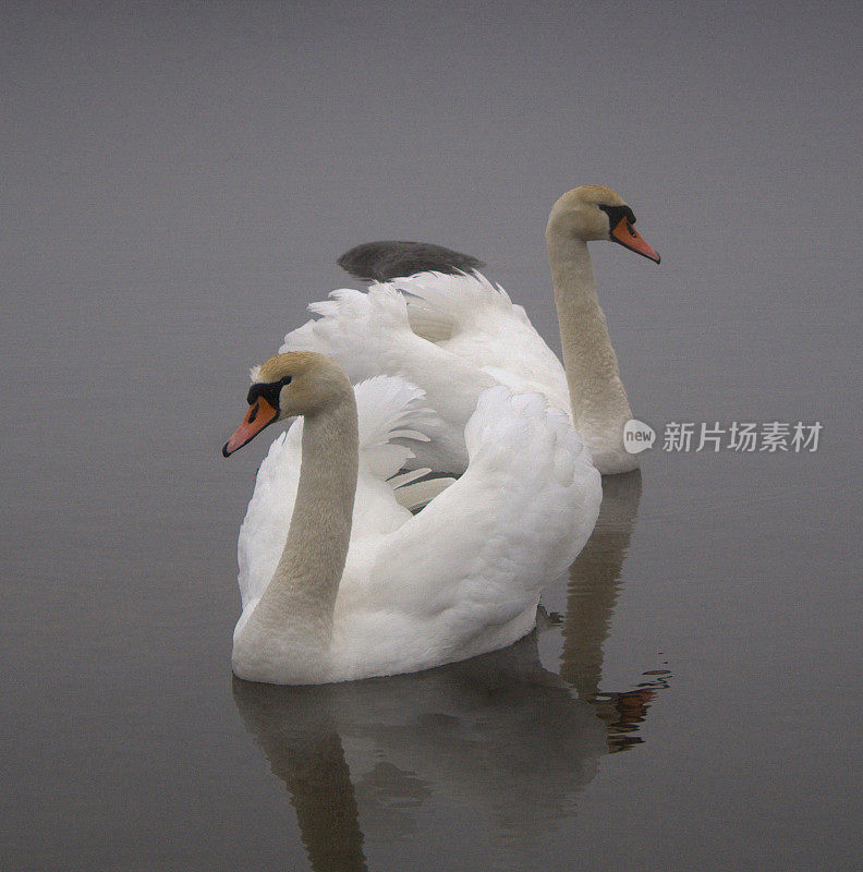 爱情隐喻中的天鹅