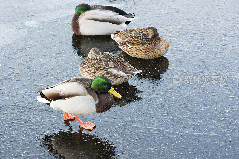 四只野鸭在结冰的湖面上