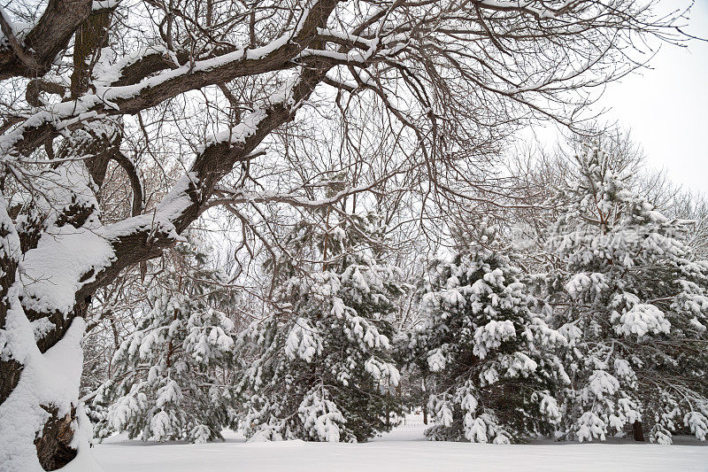 雪树-明尼苏达的冬天