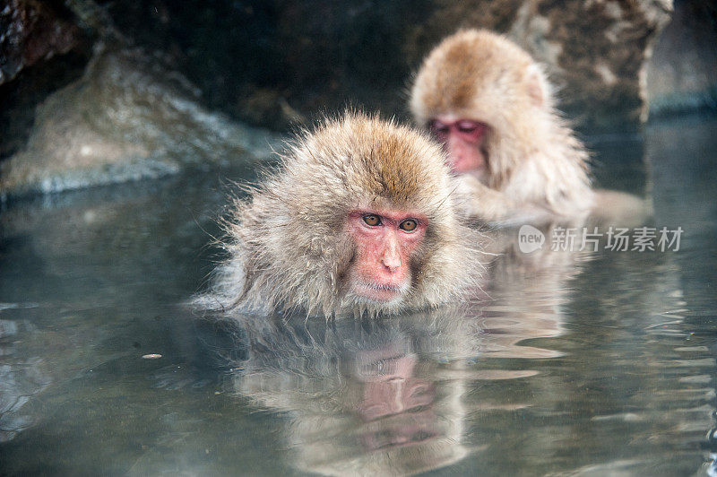 日本猕猴雪猴梳理