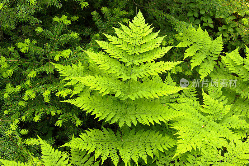 蕨类植物