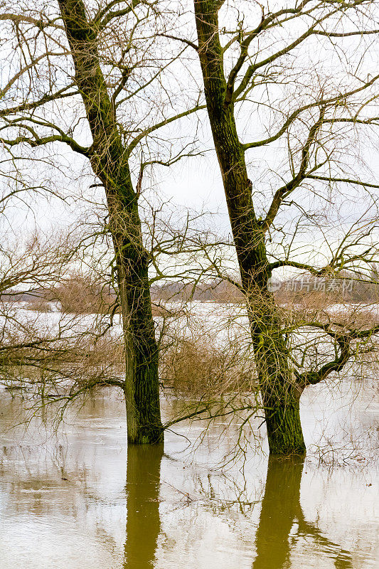 Ijsseldijk和水下的两棵树