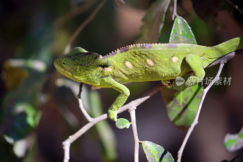 马达加斯加:伊萨洛国家公园的Oustalet变色龙