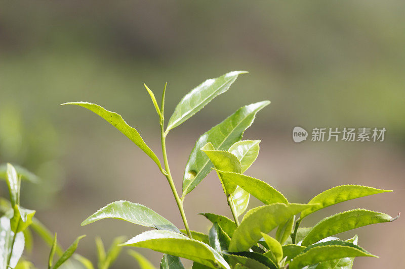 斯里兰卡种植的新鲜的深绿色锡兰茶叶