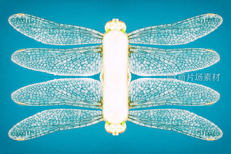 超现实万花筒模式的透明蜻蜓翅膀对称重复在蓝色背景微距拍摄