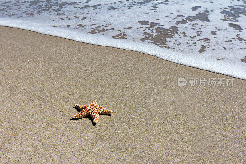 海滩上的红海星