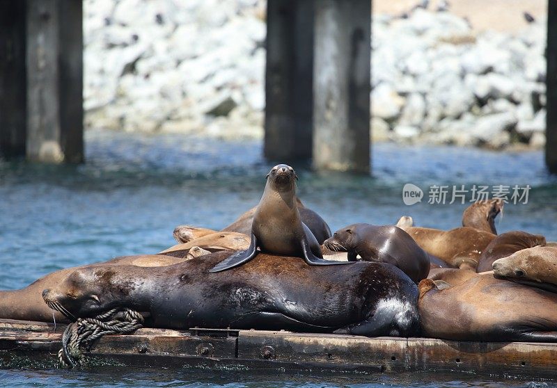 海狮