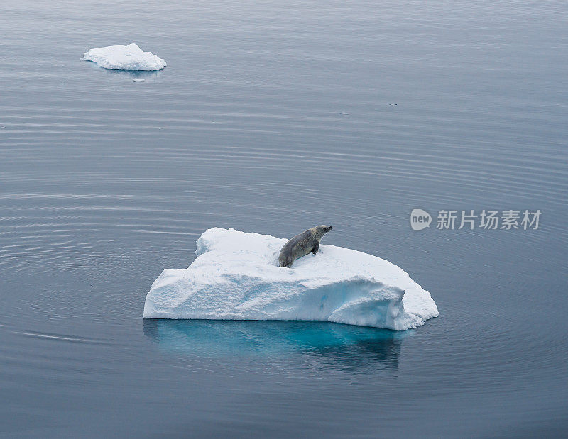 南极漂浮冰山上的豹海豹