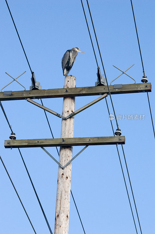 蓝鹭栖息在电线杆上
