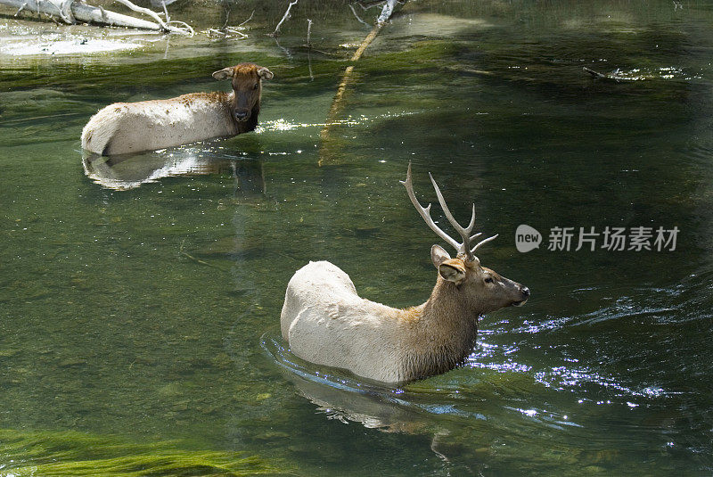 两只麋鹿在火洞河