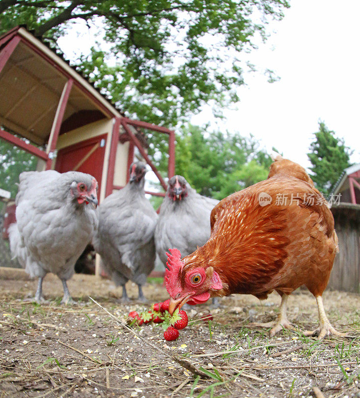 后院的鸡用鱼眼镜头吃草莓