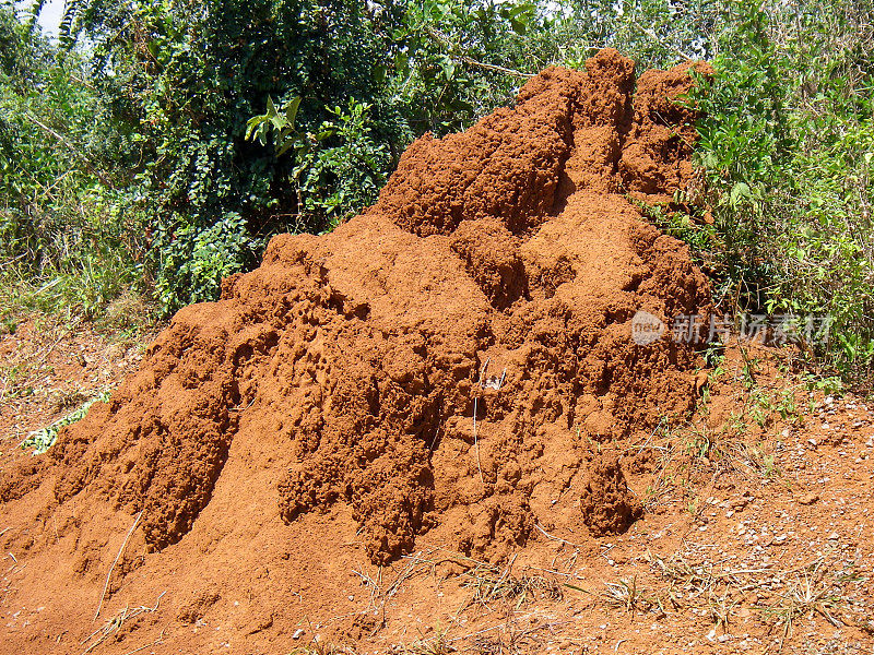 老白蚁丘和红土乌干达北部非洲