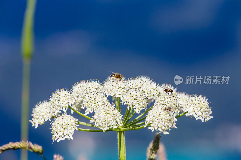 一群蜜蜂在花丛中飞来飞去