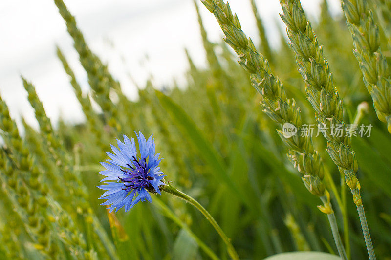 中花种子