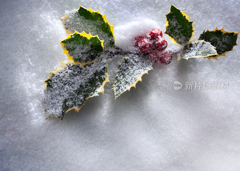 圣诞节:雪中的冬青