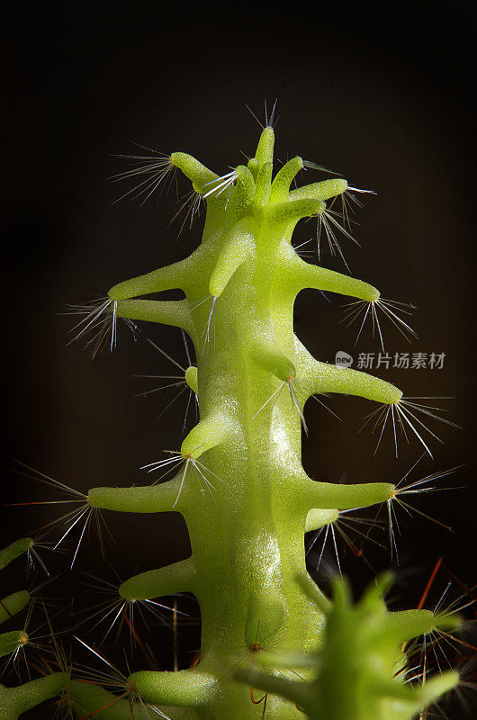 仙人掌长着尖刺的细节