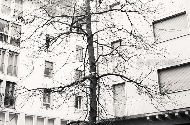 公寓楼前的一棵大秃树