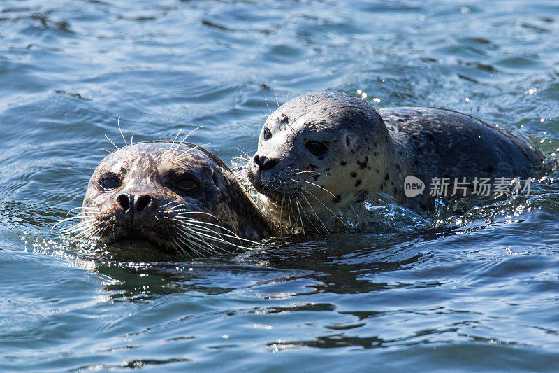 两只斑海豹在平静的水中游泳