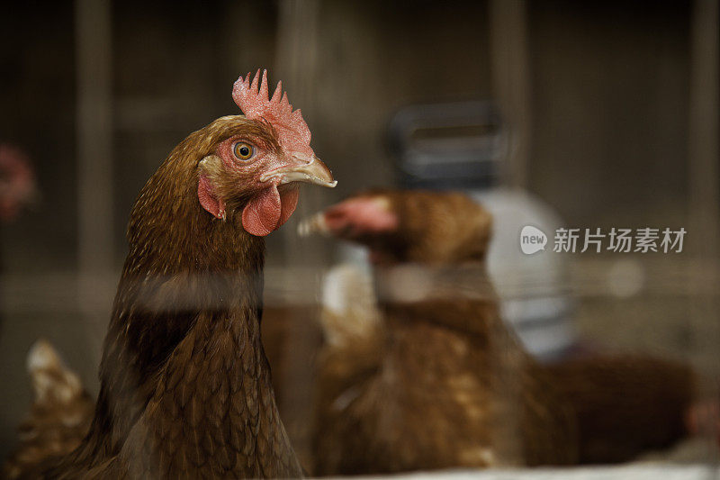 鸡在笼子里与其他鸡的轮廓