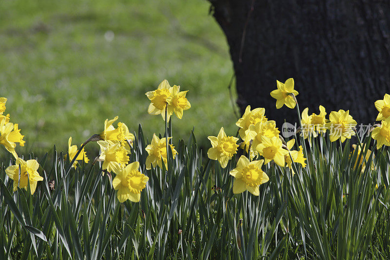 英国春天的亮黄色水仙花