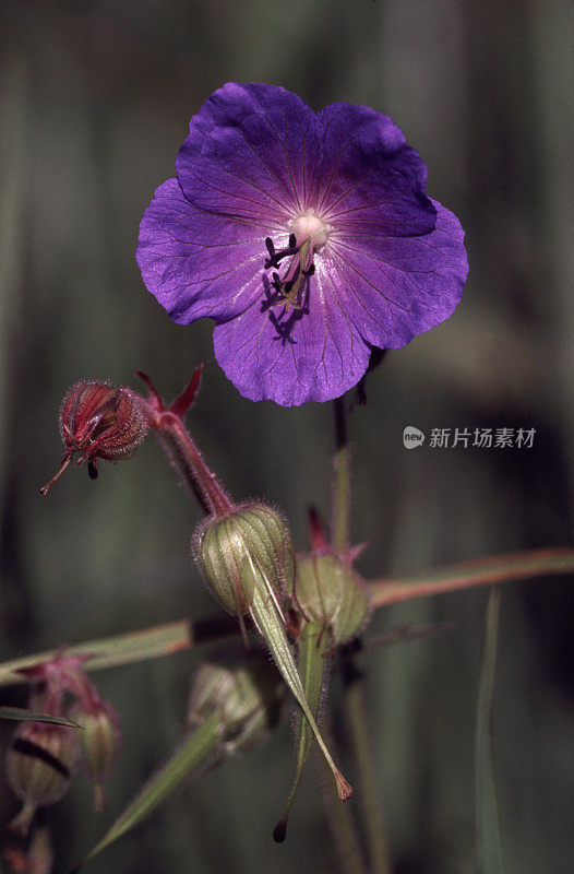 草甸陇牛儿苗科