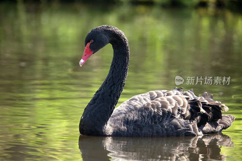 黑天鹅(天鹅座)，游泳