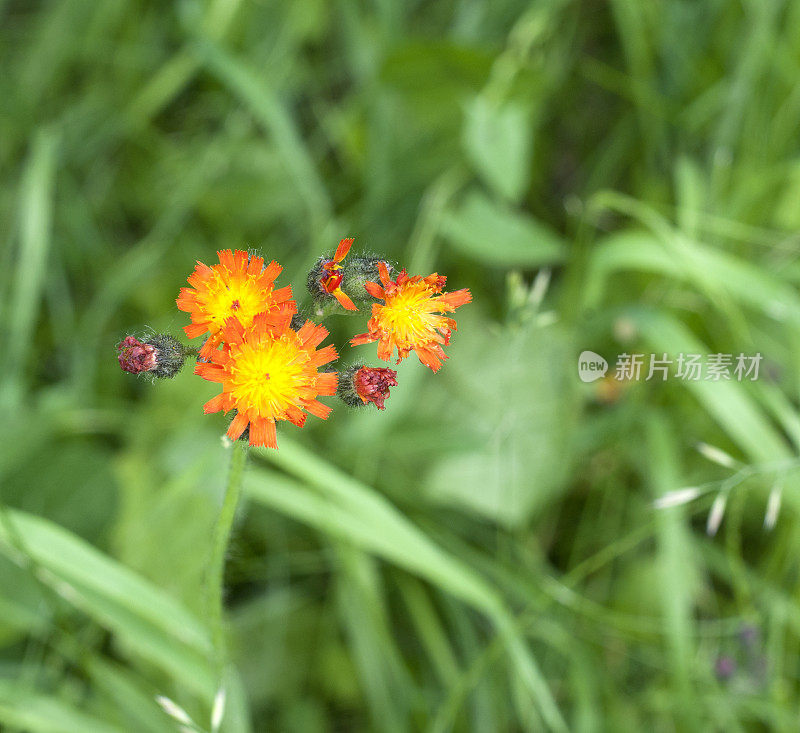 橙色的山柳菊