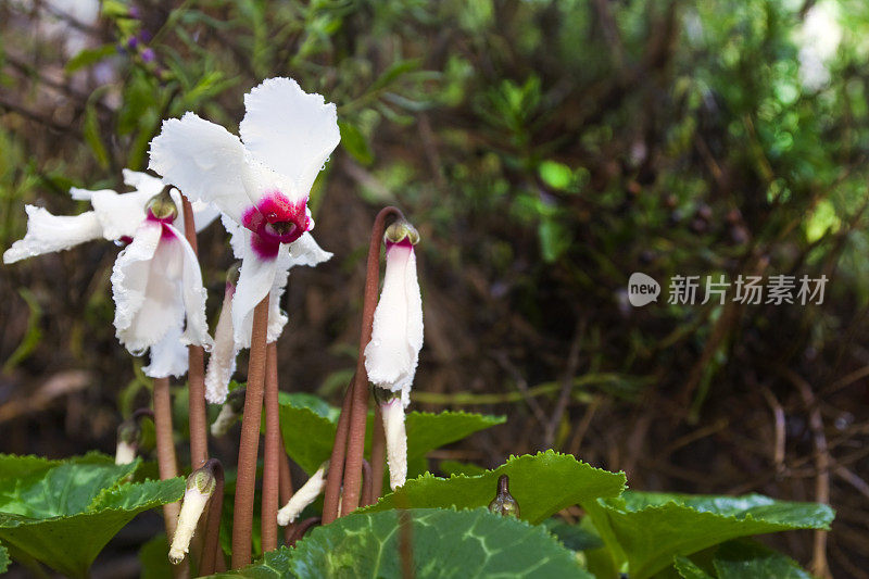 白色仙客来花