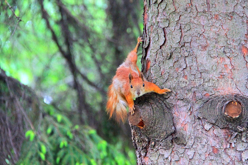 准备跳到树上的松鼠，中央公园，纽约