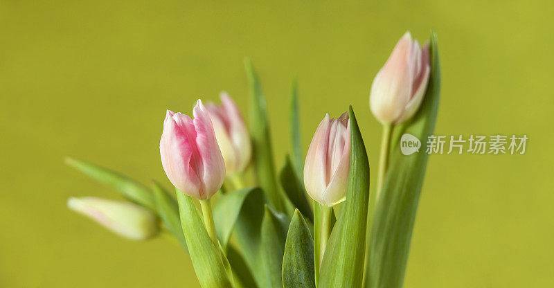 郁金香花束