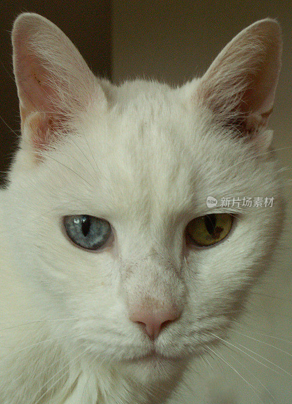 独眼白猫