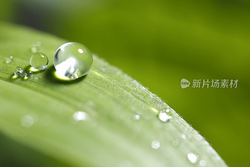 带雨滴的叶子