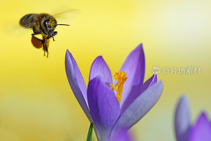 蜜蜂在番红花上飞