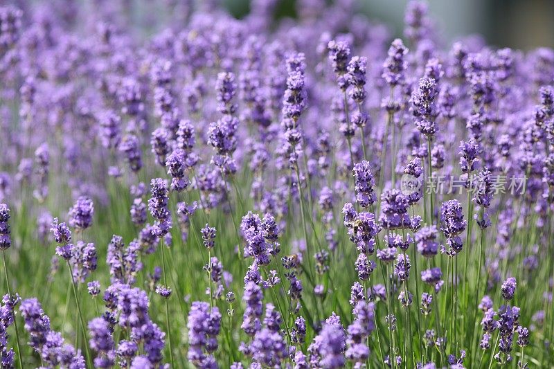 花园里盛开的紫罗兰和薰衣草