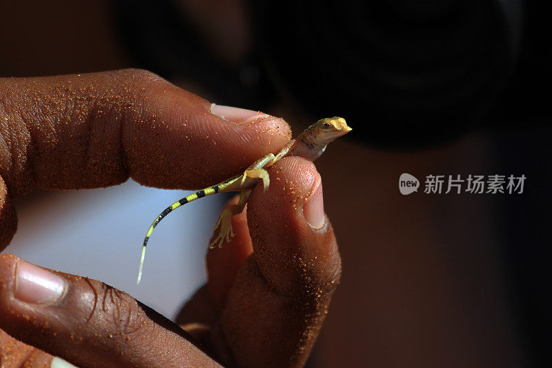 纳米比亚:纳米布沙漠的小蜥蜴