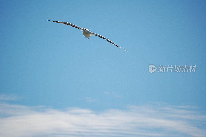 塘鹅在飞行中