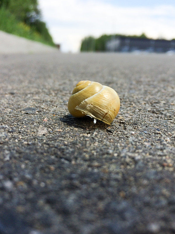 靠近在路中间休息的蜗牛