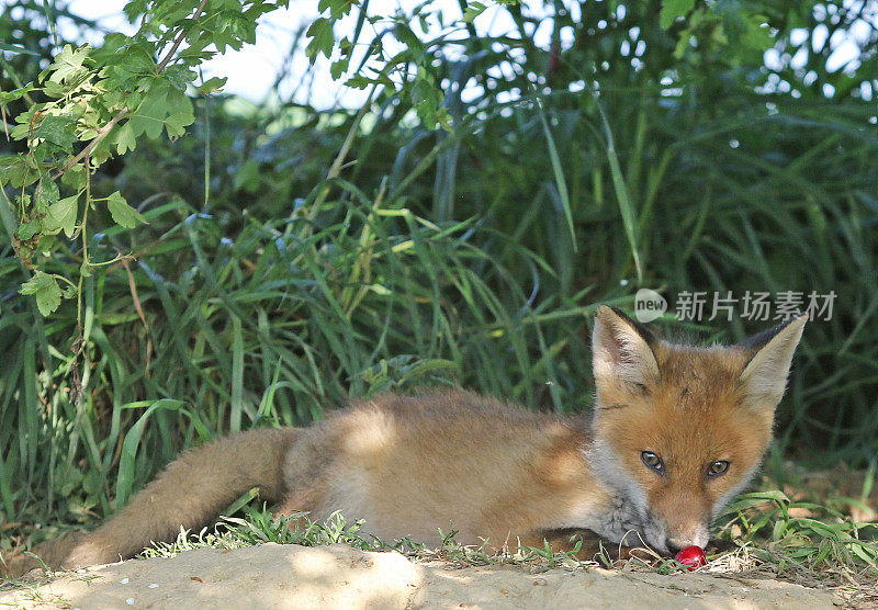 小狐狸和樱桃