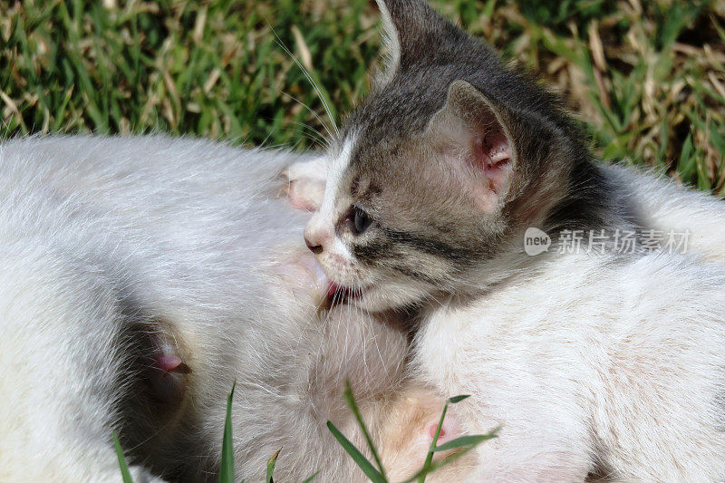 小猫喂食