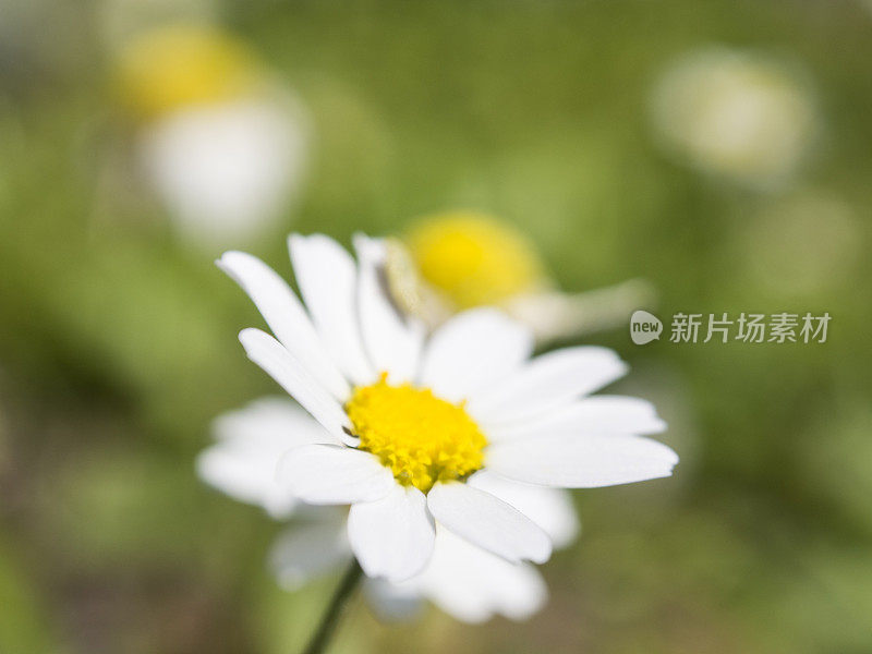 春天的花朵