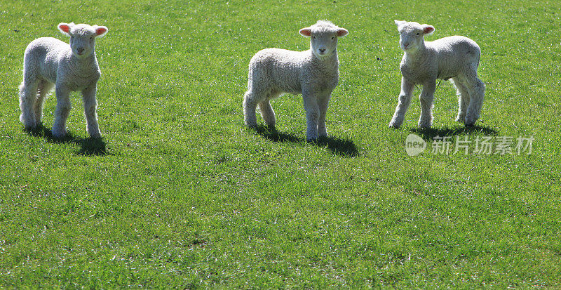 新西兰田野里的三只小羊羔