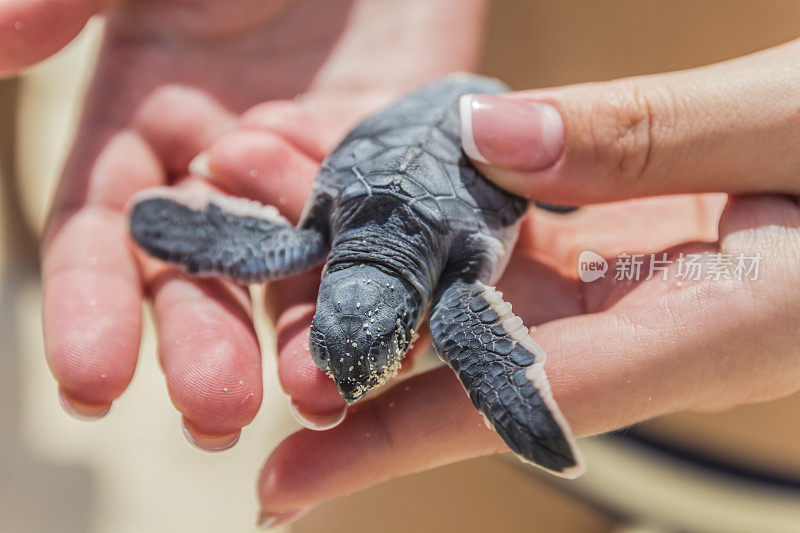 小海龟在手里。