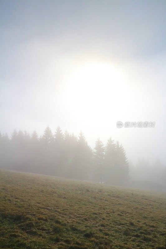 雾和太阳在黑森林